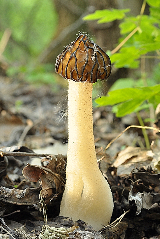 smrčok hybridný Morchella semilibera DC.