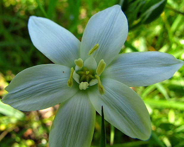 bledavka ovisnutá? Ornithogalum nutans L.