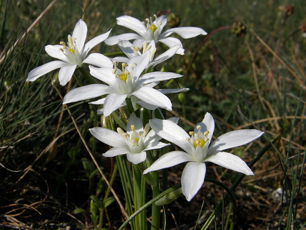 bledavka okolíkatá  Ornithogalum umbellatum L