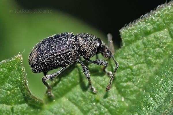 nosánik Otiorhynchus pinastri