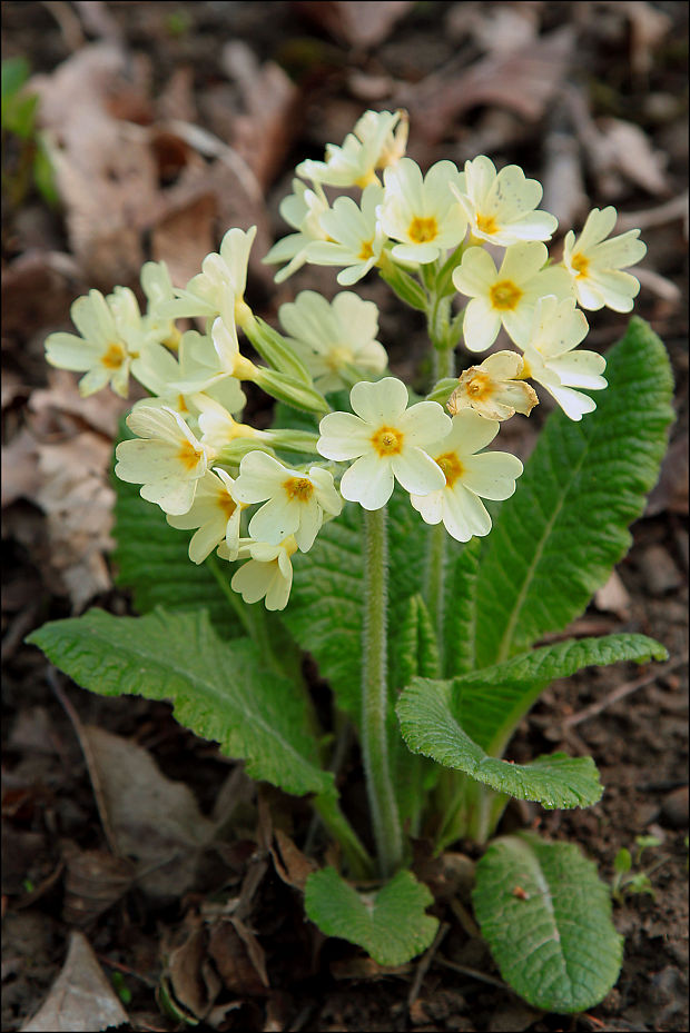 prvosienka vyššia Primula elatior (L.) L.