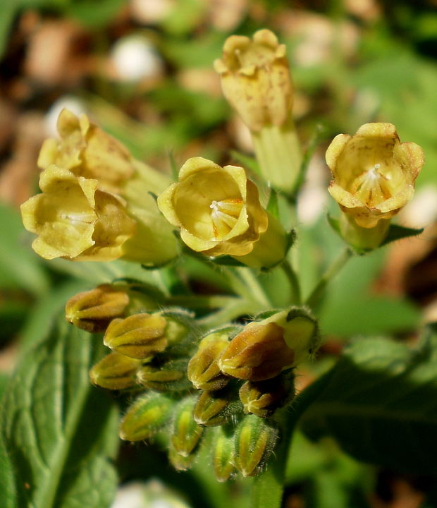 kostihoj hľuznatý Symphytum tuberosum L.