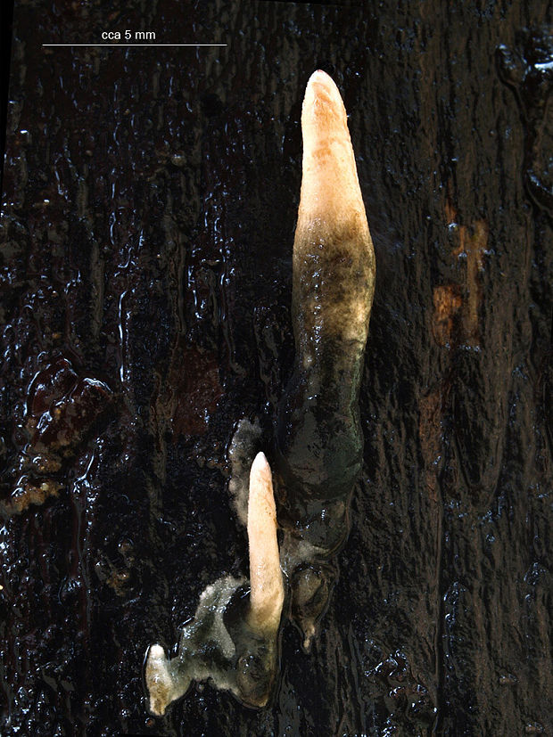 drevnatec štíhly Xylaria longipes Nitschke