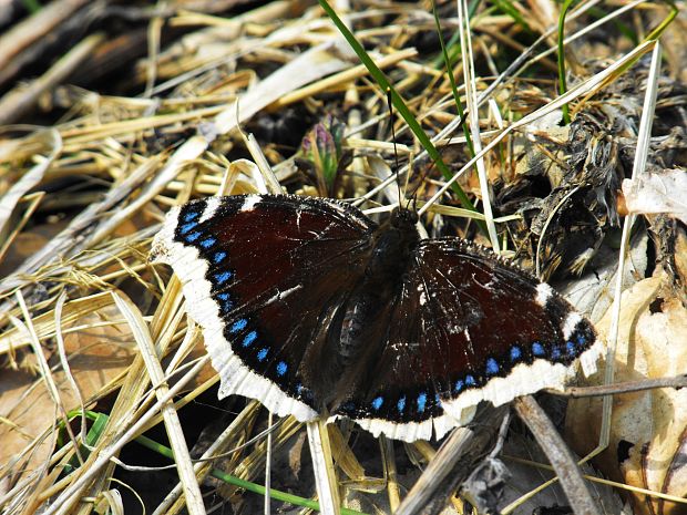 babocka osikova    (Nymphalis antiopa)