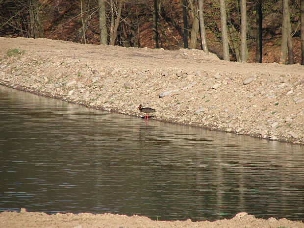 bocian cierny (ciconia nigra)