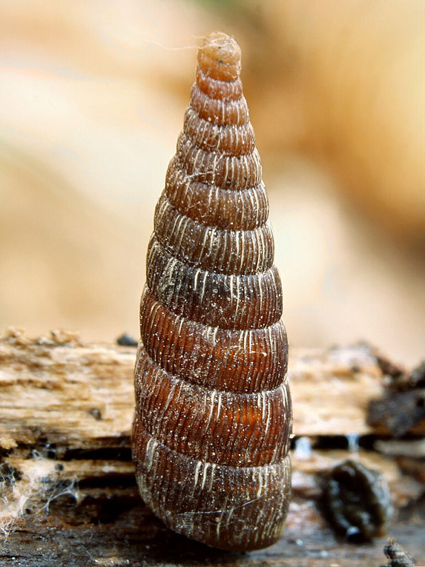 (čeľaď Clausiliidae) Alinda biplicata