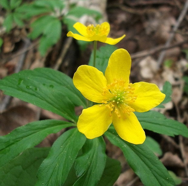 veternica iskerníkovitá Anemone ranunculoides L.