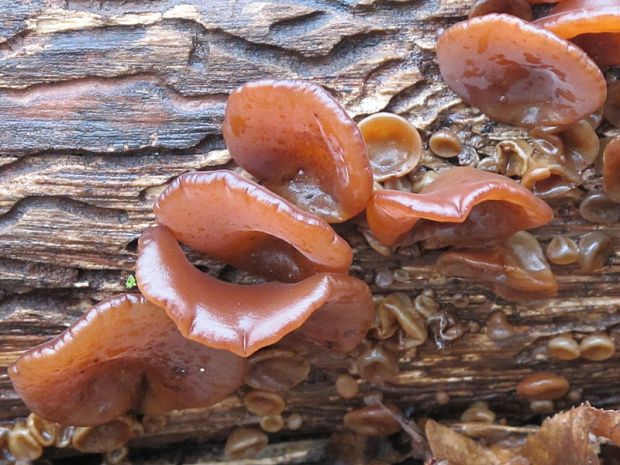 uchovec bazový Auricularia auricula-judae (Bull.) Quél.