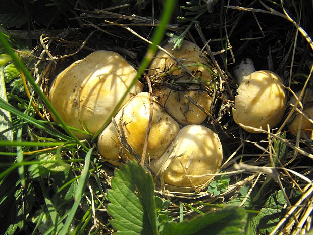 čírovnica májová Calocybe gambosa (Fr.) Donk