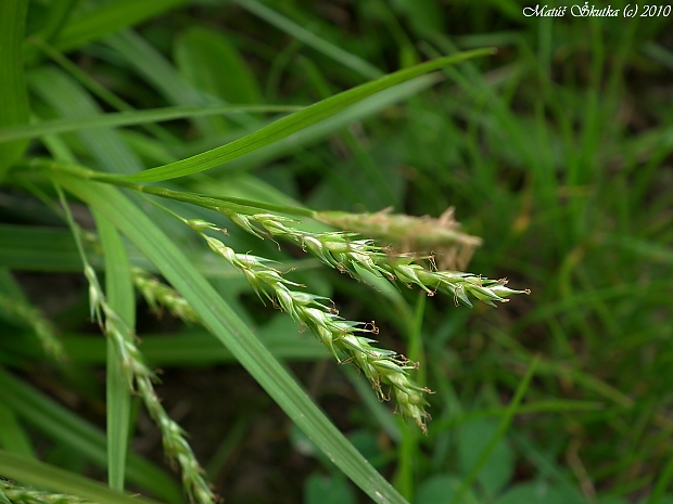 ostrica Carex sp.