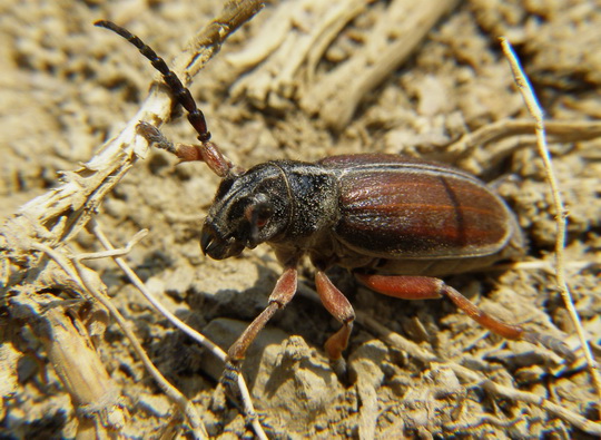 fúzač trávový Carinatodorcadion  fulvum