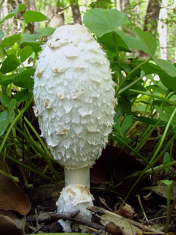 hnojník obyčajný Coprinus comatus (O.F. Müll.) Pers.