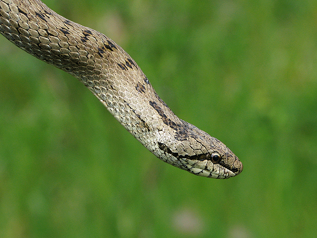 užovka hladka  Coronella austriaca