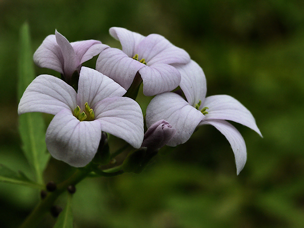 zubačka cibuľkonosná Dentaria bulbifera L.