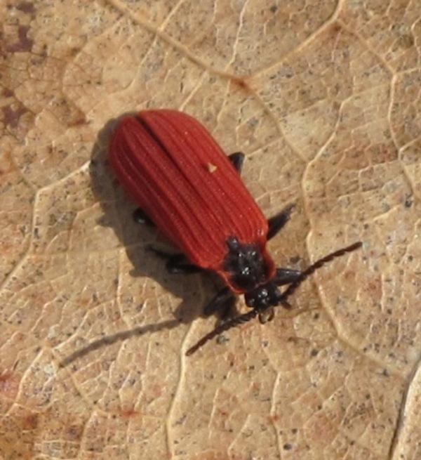 dlohoustec cerveny Dictyoptera aurora