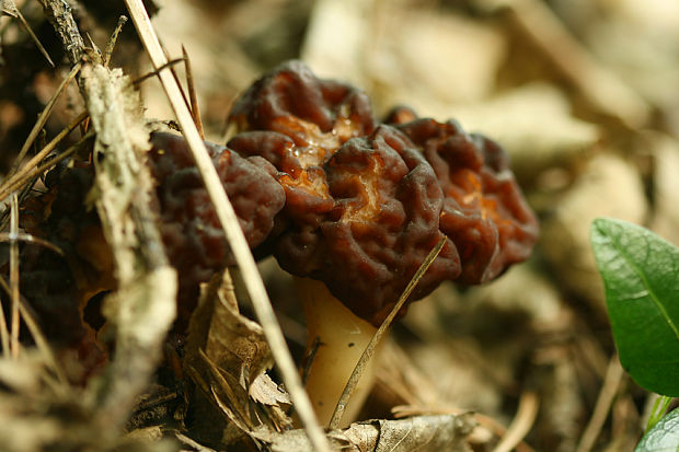 ušiak obyčajný Gyromitra esculenta (Pers.) Fr.