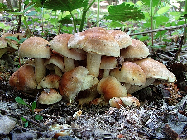 strapcovka Hypholoma sp.