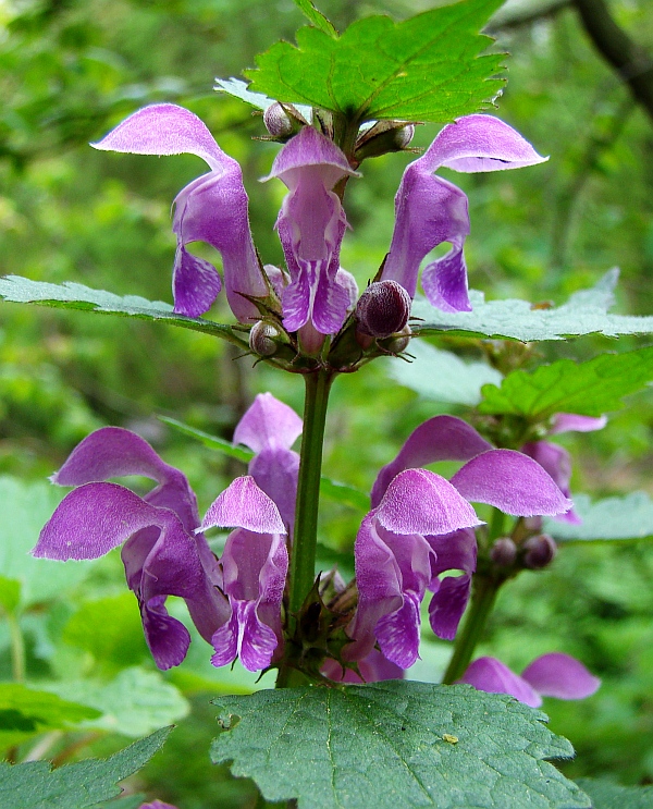 hluchavka škvrnitá Lamium maculatum L.