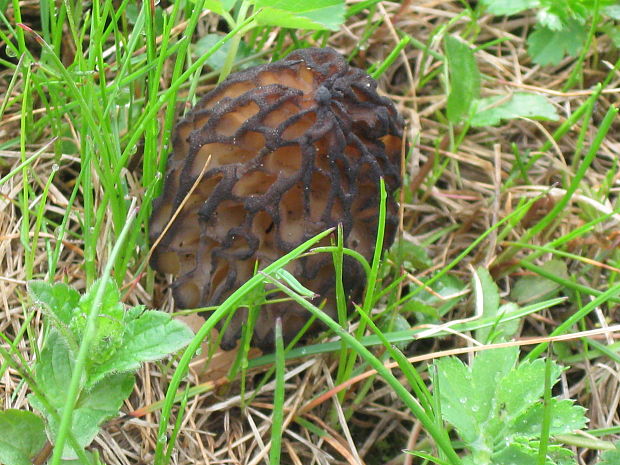 smrčok Morchella sp.