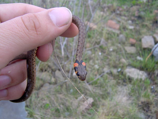 užovka obojková Natrix natrix