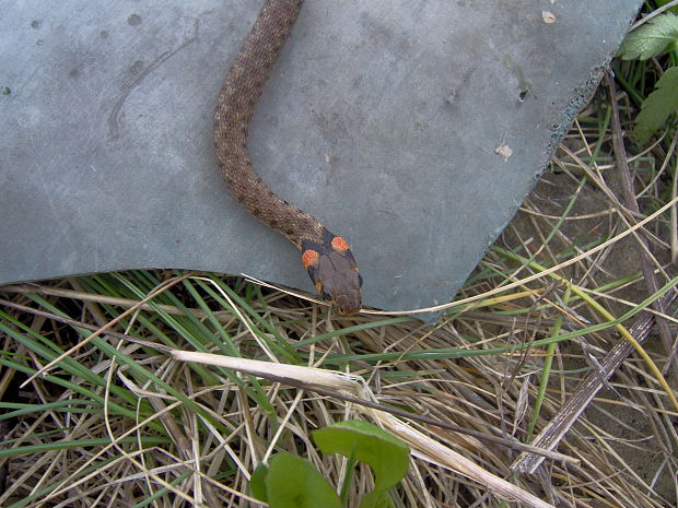 užovka obojková Natrix natrix