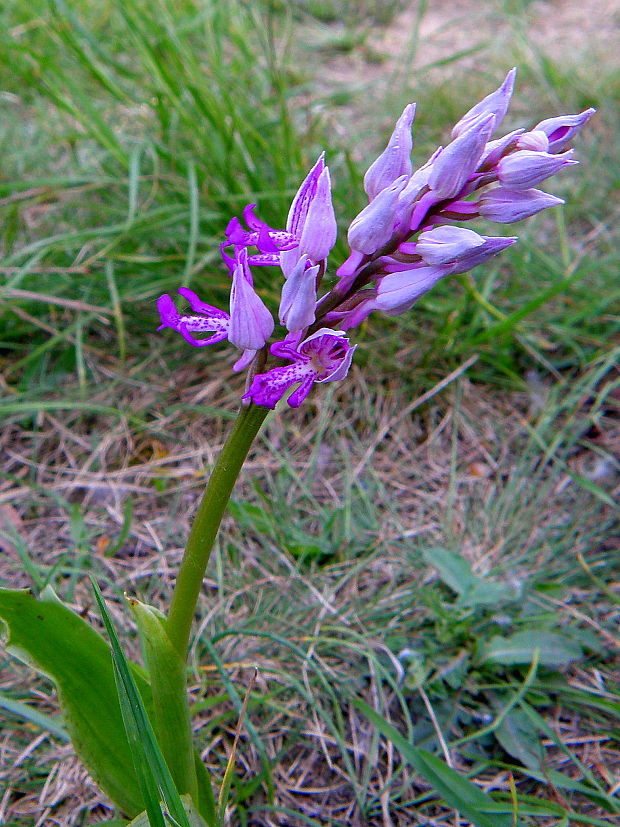 vstavač vojenský Orchis militaris L.