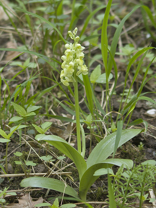 vstavač bledý Orchis pallens L.