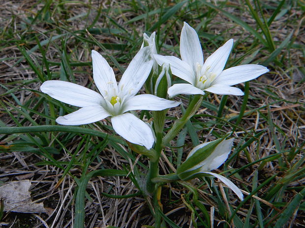 bledavka okolíkatá Ornithogalum umbellatum L