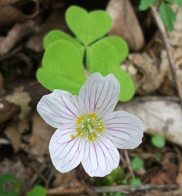 kyslička obyčajná Oxalis acetosella L.