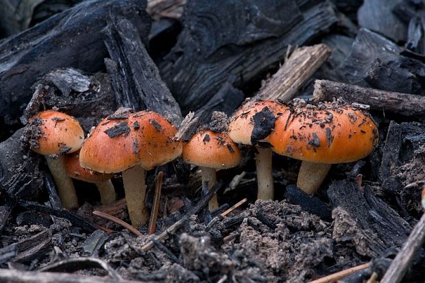 šupinovka spálenisková Pholiota highlandensis (Peck) Quadr. & Lunghini