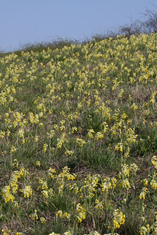 prvosienka jarná Primula veris L.