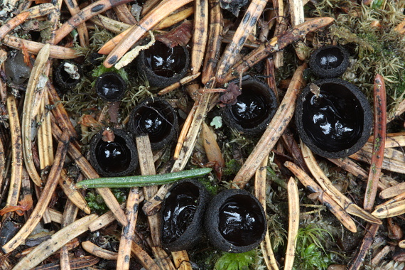 misôčka černastá Pseudoplectania nigrella (Pers.) Fuckel