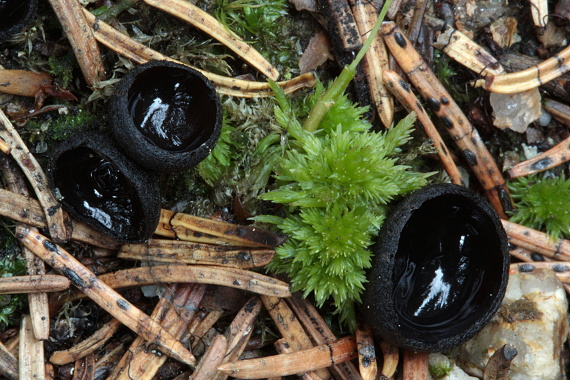 misôčka černastá Pseudoplectania nigrella (Pers.) Fuckel