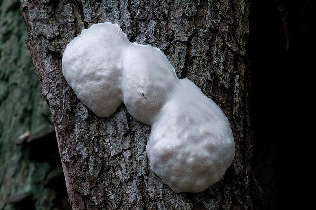 sieťnatka obyčajná Reticularia lycoperdon Bull.