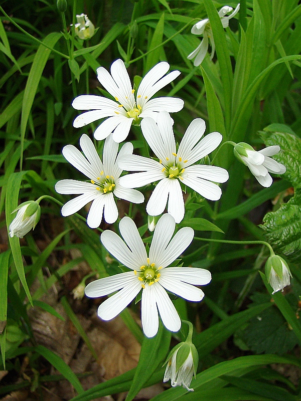 hviezdica veľkokvetá Stellaria holostea L.