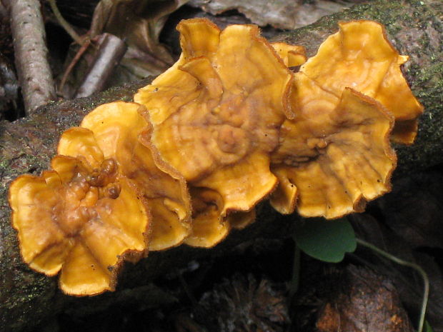 pevník žltnúci Stereum subtomentosum Pouzar