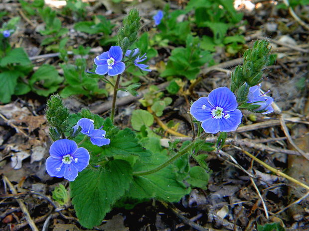 veronika Veronica sp.