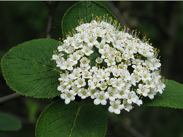 kalina siripútková Viburnum lantana L.