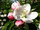 jabloň v kvete