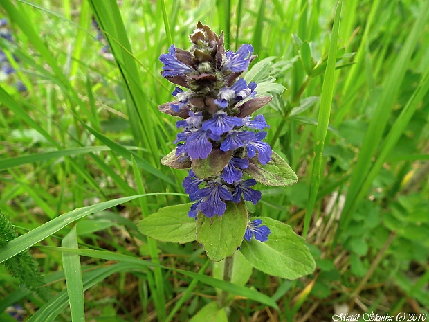 zbehovec plazivý Ajuga reptans L.