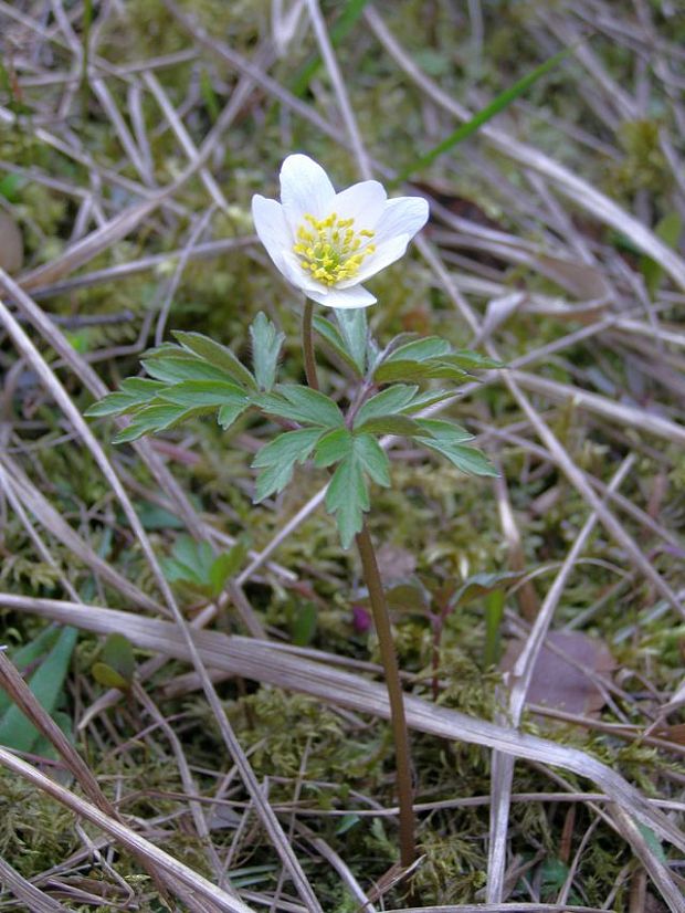 veternica lesná Anemone sylvestris L.