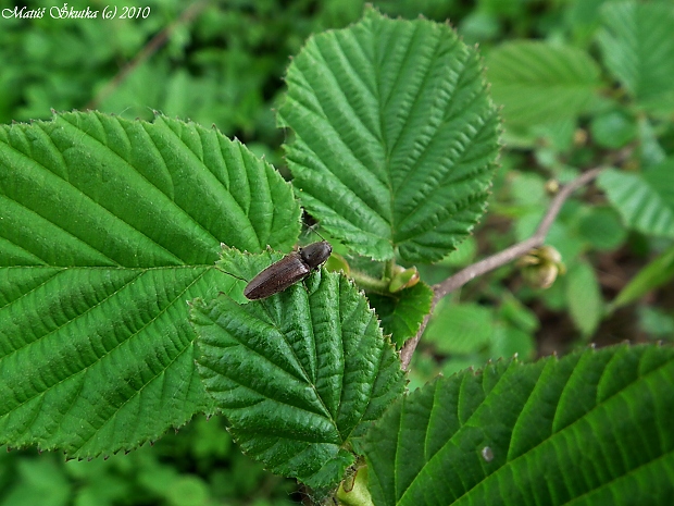 kováčik červenobruchý Athous haemorrhoidalis