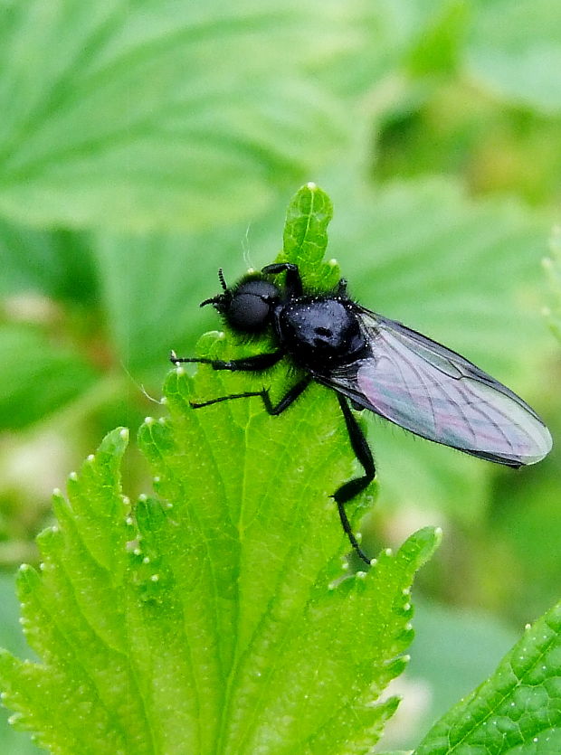 mušica marcová  Bibio marci