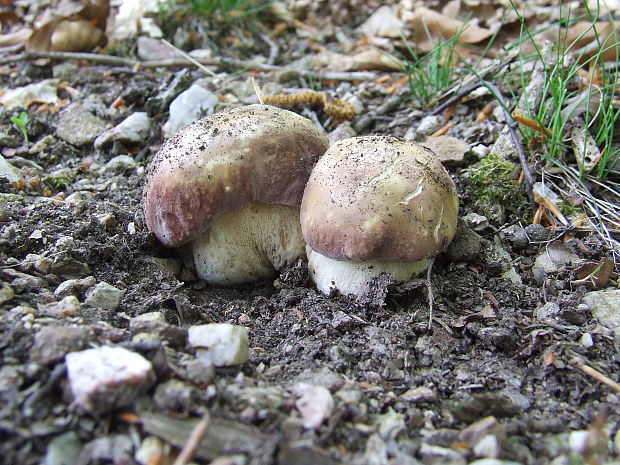 hríb sosnový Boletus pinophilus Pil. et Dermek in Pil.