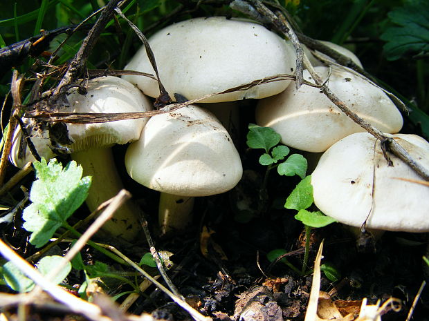 čírovnica májová Calocybe gambosa (Fr.) Donk