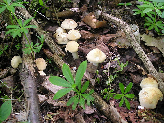 čírovnica májová Calocybe gambosa (Fr.) Donk