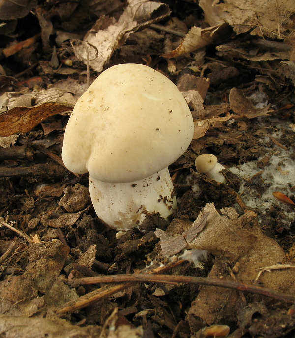 čírovnica májová Calocybe gambosa (Fr.) Donk