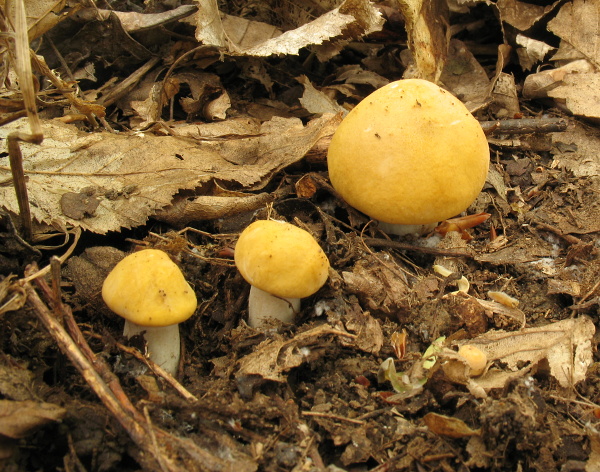 čírovnica májová Calocybe gambosa (Fr.) Donk