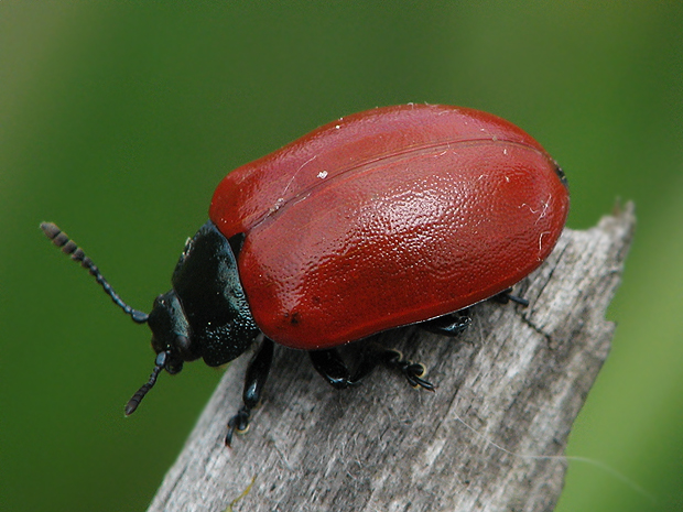 liskavka topolová  Chrysomela populi