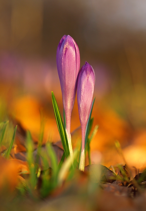 šafran karpatský Crocus heuffelianus Herb.